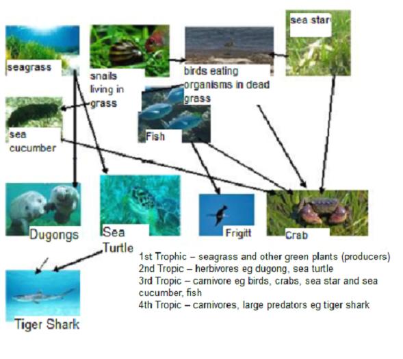 5. Dugong’s food web showing trophic levels - The Great Barrier Reef